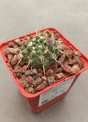 Notocactus mammulosus (submammulosus)