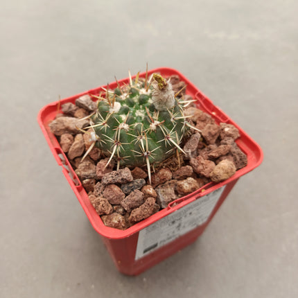 Notocactus mammulosus (submammulosus)