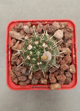 Notocactus mammulosus (submammulosus)