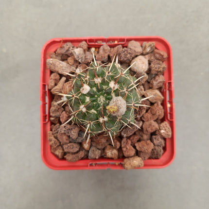 Notocactus mammulosus (submammulosus)