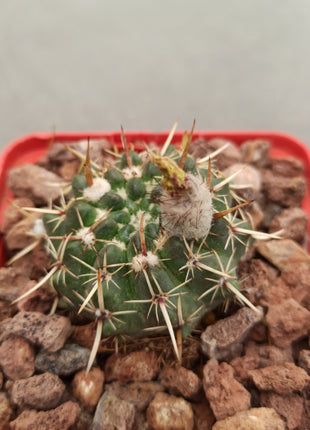 Notocactus mammulosus (submammulosus)