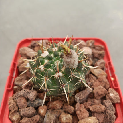 Notocactus mammulosus (submammulosus)