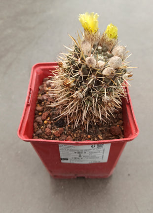 Notocactus mammulosus (submammulosus)