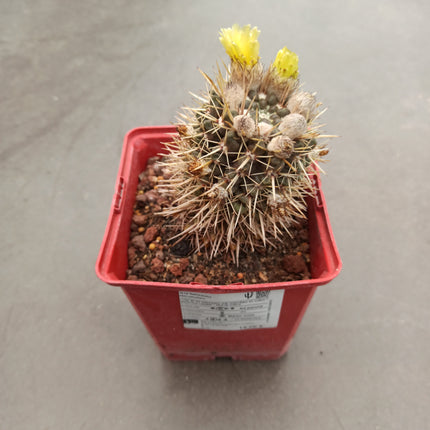Notocactus mammulosus (submammulosus)