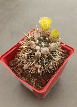 Notocactus mammulosus (submammulosus)