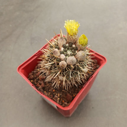 Notocactus mammulosus (submammulosus)