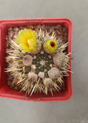 Notocactus mammulosus (submammulosus)