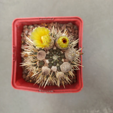 Notocactus mammulosus (submammulosus)