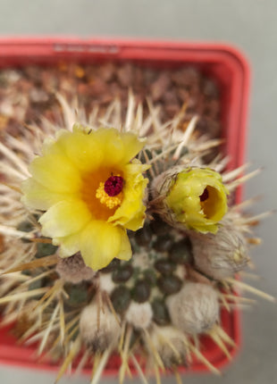 Notocactus mammulosus (submammulosus)