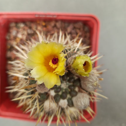 Notocactus mammulosus (submammulosus)