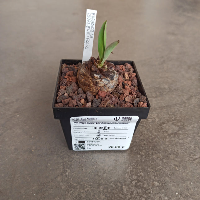 Euphorbia bupleurifolia