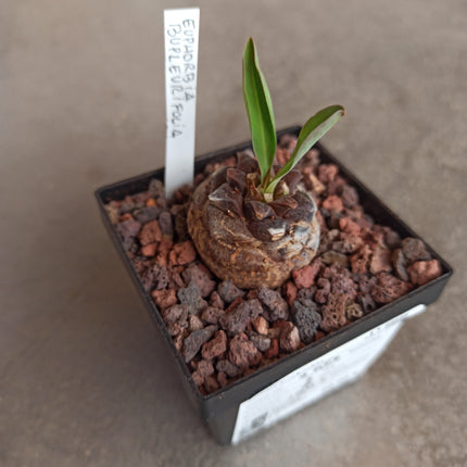 Euphorbia bupleurifolia