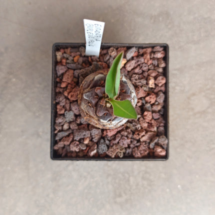 Euphorbia bupleurifolia