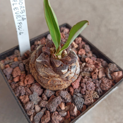 Euphorbia bupleurifolia