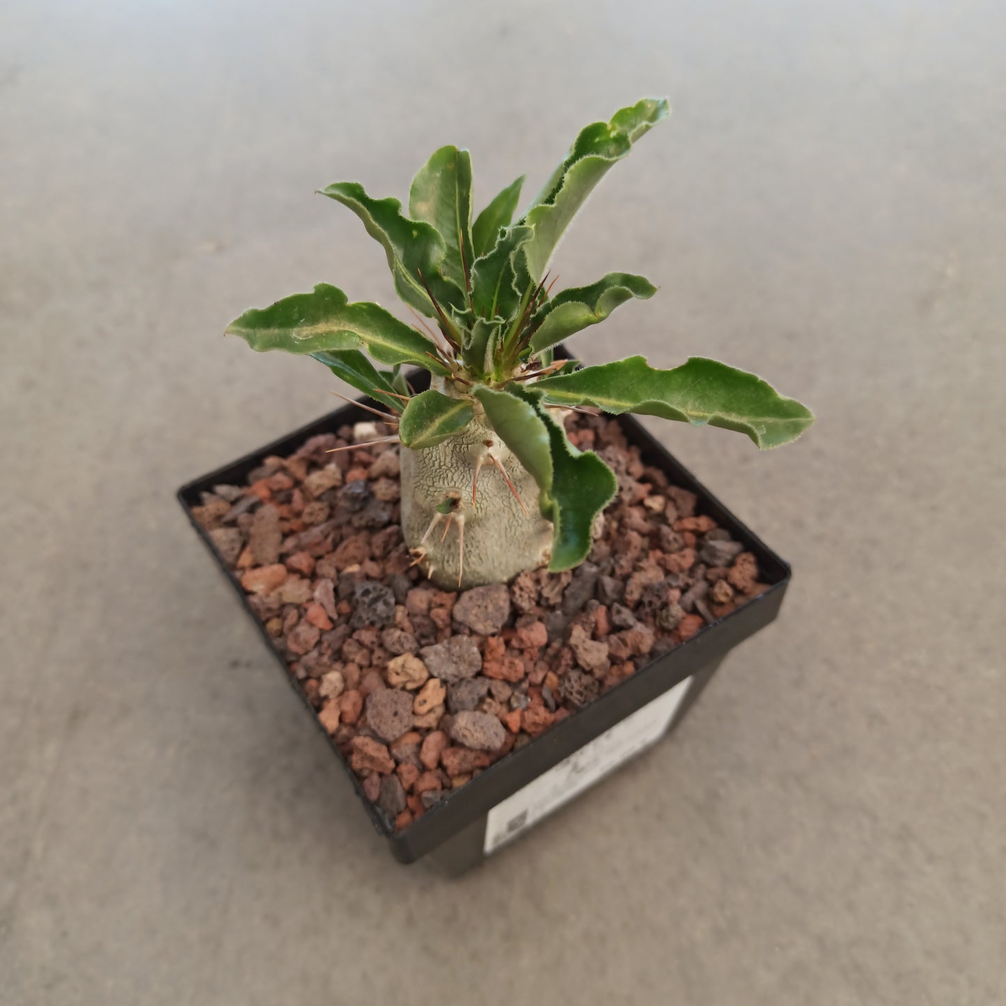 Pachypodium lealli subsp. saundersii