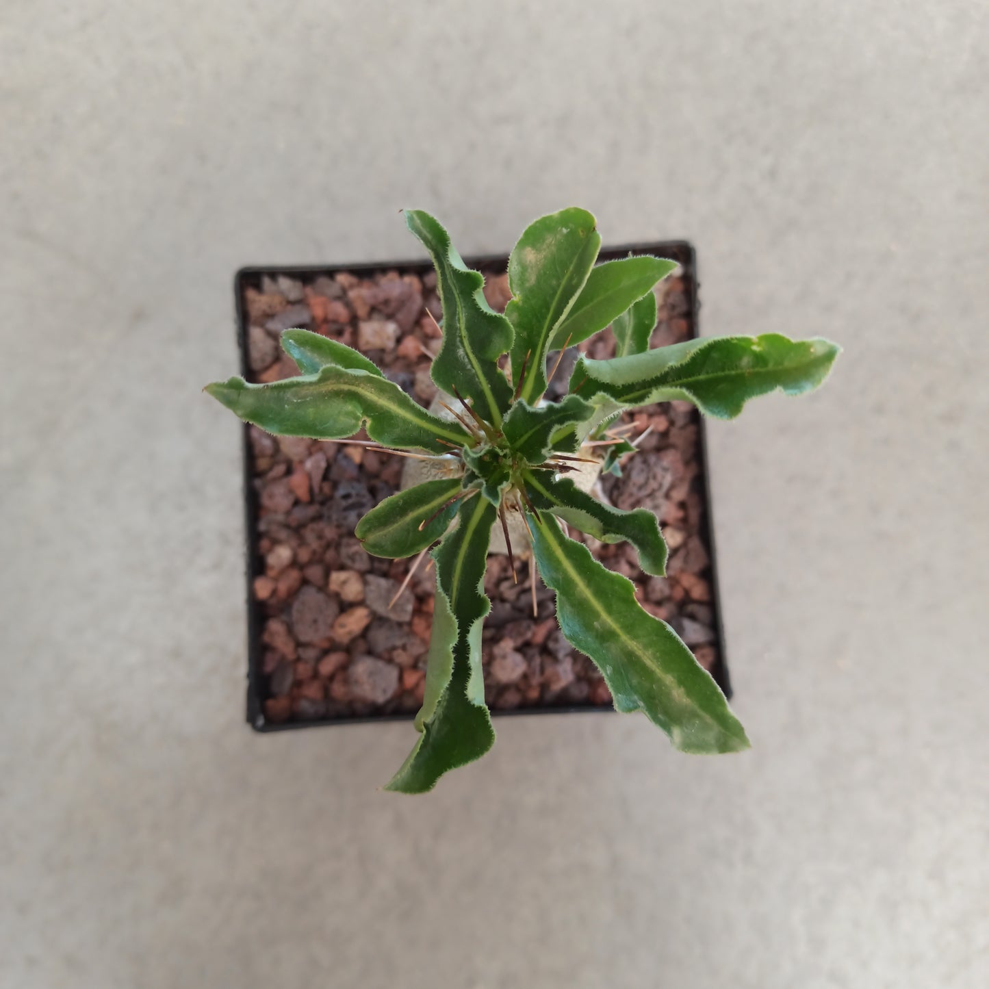 Pachypodium lealli subsp. saundersii
