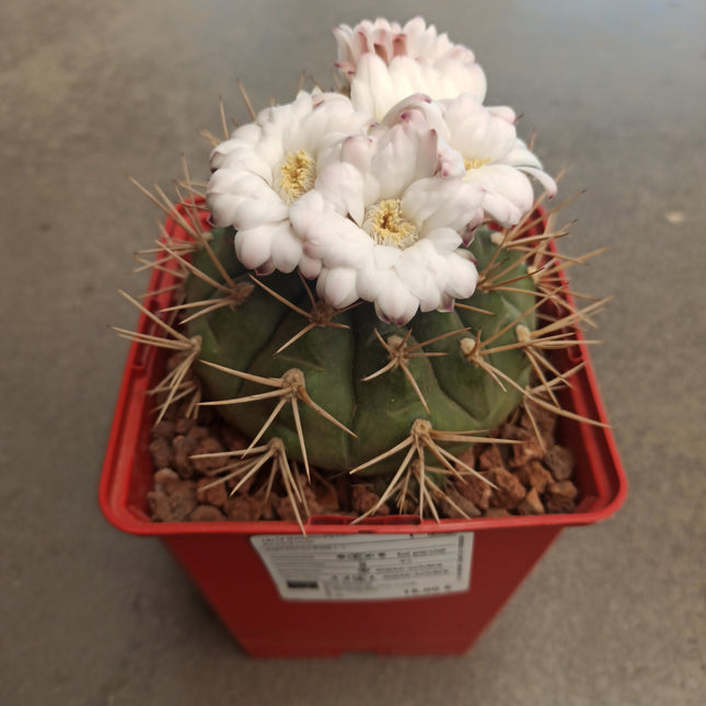 Gymnocalycium eurypleurum