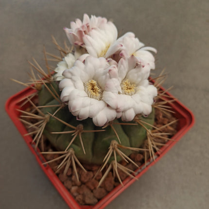 Gymnocalycium eurypleurum