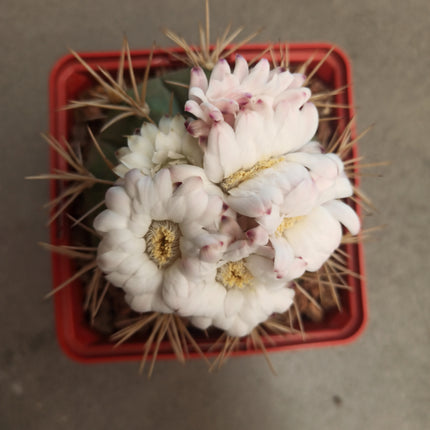 Gymnocalycium eurypleurum