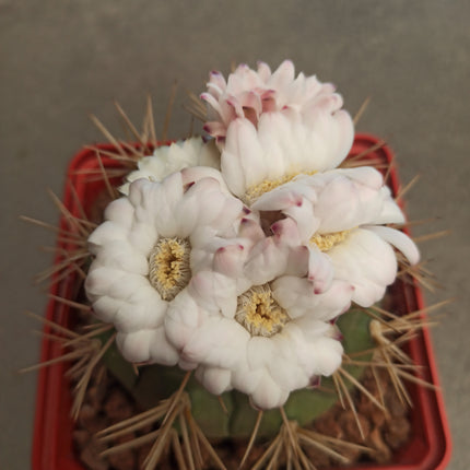 Gymnocalycium eurypleurum