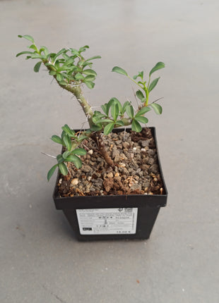 Sarcocaulon vanderietiae