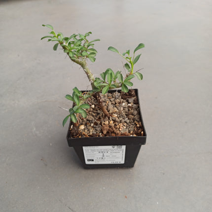 Sarcocaulon vanderietiae