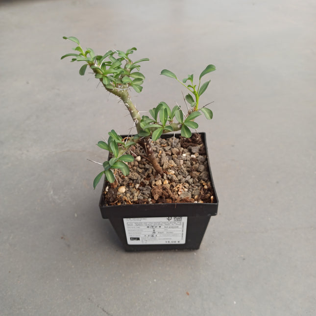 Sarcocaulon vanderietiae