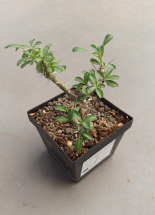 Sarcocaulon vanderietiae