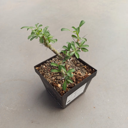 Sarcocaulon vanderietiae