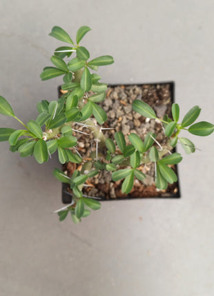 Sarcocaulon vanderietiae