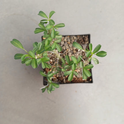 Sarcocaulon vanderietiae