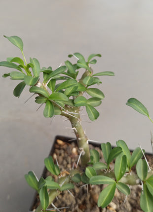 Sarcocaulon vanderietiae