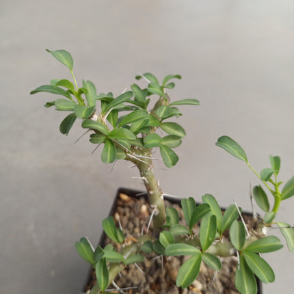 Sarcocaulon vanderietiae