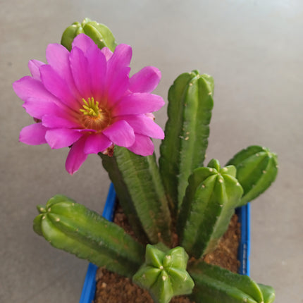 Echinocereus 'Morricalli'