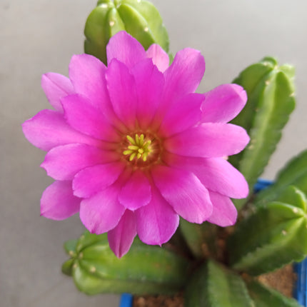 Echinocereus 'Morricalli'