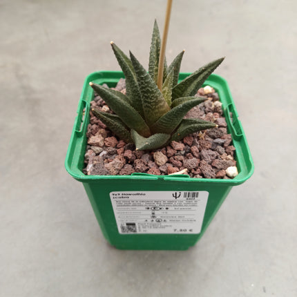 Haworthiopsis scabra ‘Jack Brown’