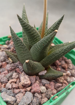 Haworthiopsis scabra 'Jack Brown'
