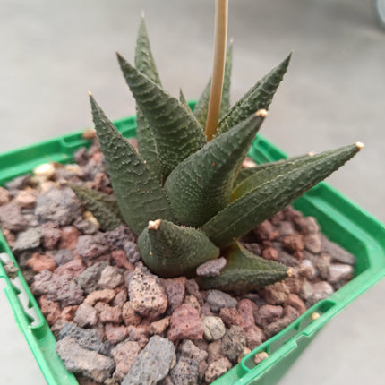 Haworthiopsis scabra ‘Jack Brown’