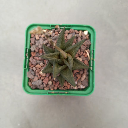 Haworthiopsis scabra ‘Jack Brown’
