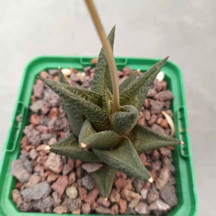 Haworthiopsis scabra ‘Jack Brown’