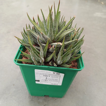 Haworthiopsis attenuata var. attenuated
