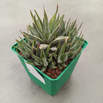 Haworthiopsis attenuata var. attenuated