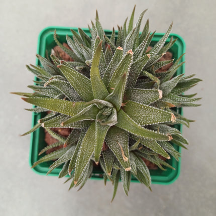 Haworthiopsis attenuata var. attenuated