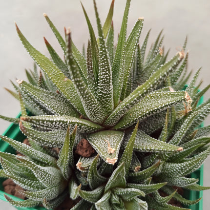 Haworthiopsis attenuata var. attenuated