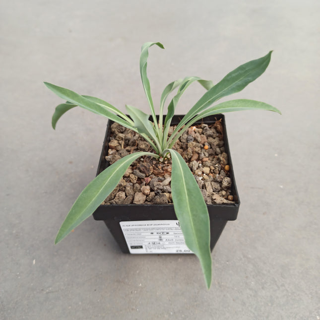 Euphorbia bupleurifolia