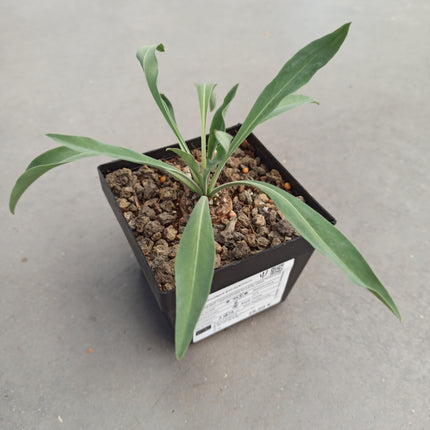 Euphorbia bupleurifolia