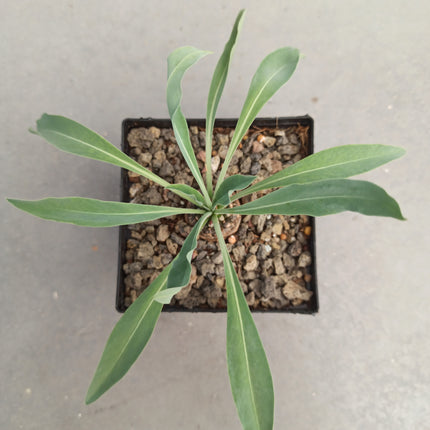 Euphorbia bupleurifolia