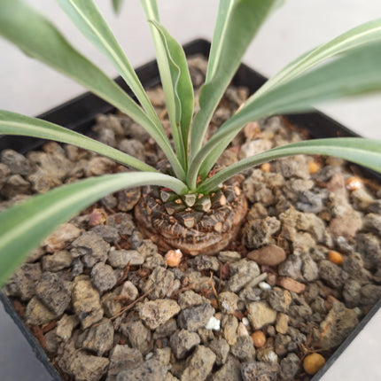 Euphorbia bupleurifolia