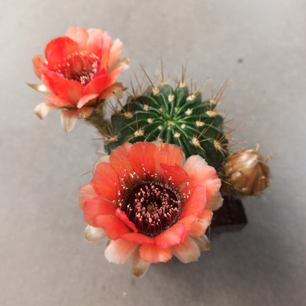 Lobivia jajoiana - DesertSTORE.es