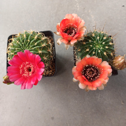 Lobivia jajoiana - DesertSTORE.es